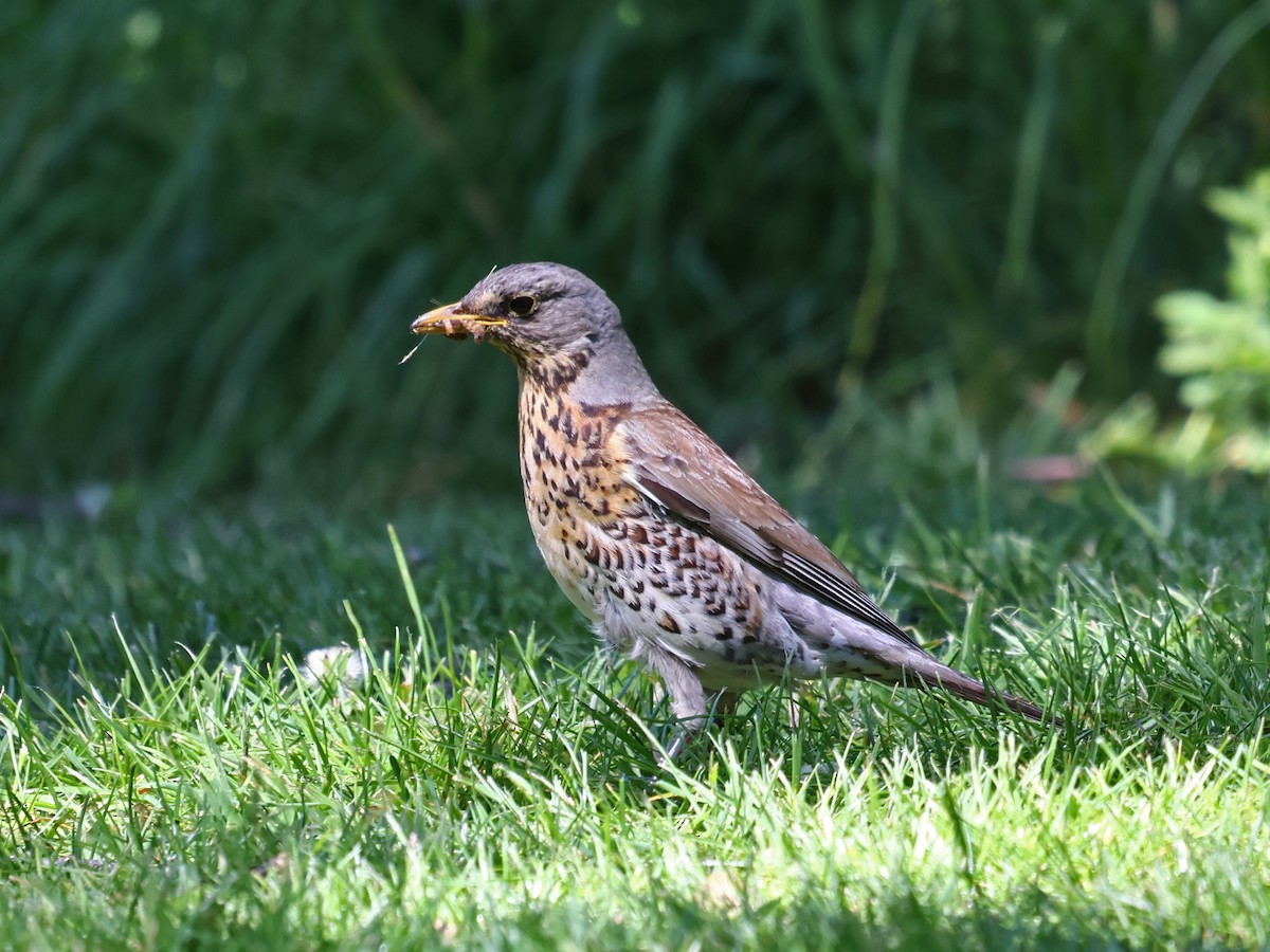 drozd kvíčala - ML646940873