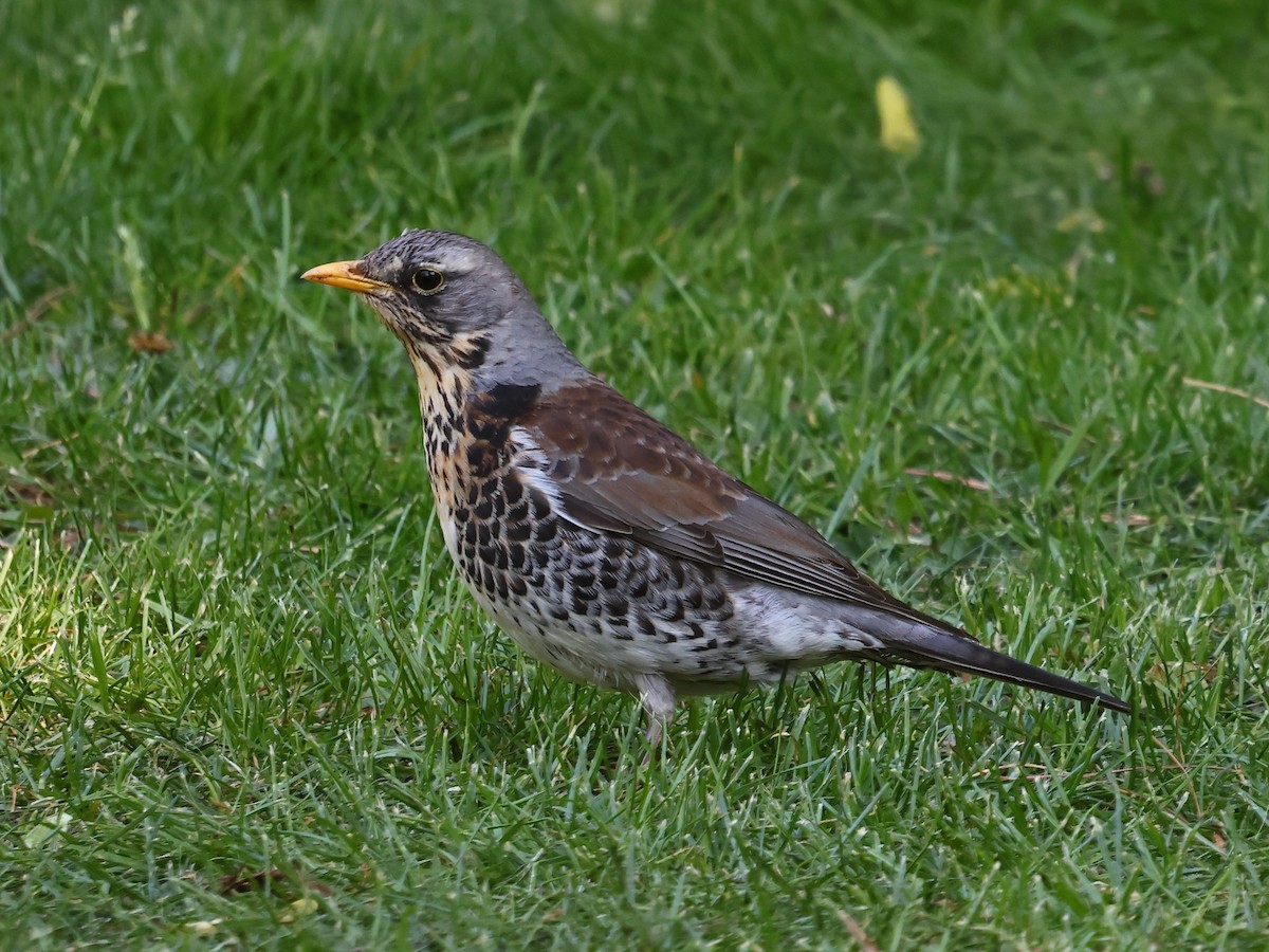 drozd kvíčala - ML646940874