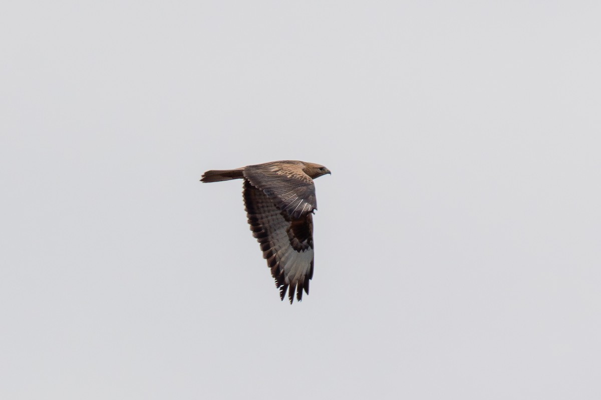 Long-legged Buzzard - ML646940875