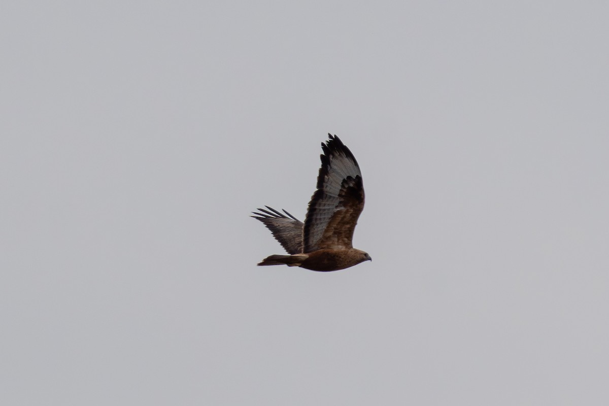 Long-legged Buzzard - ML646940876