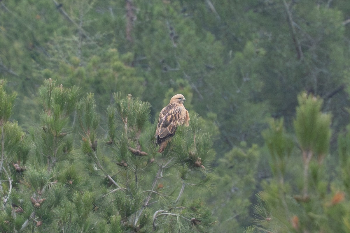 Long-legged Buzzard - ML646940877