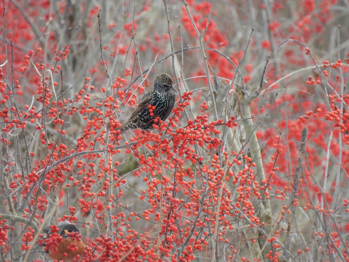European Starling - ML646940878
