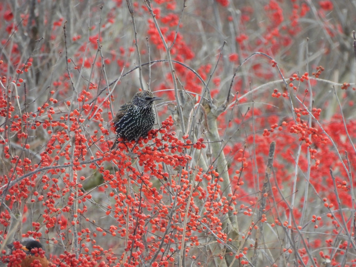 European Starling - ML646940879