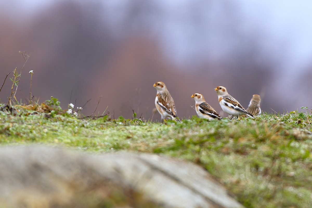 Snow Bunting - ML646940881