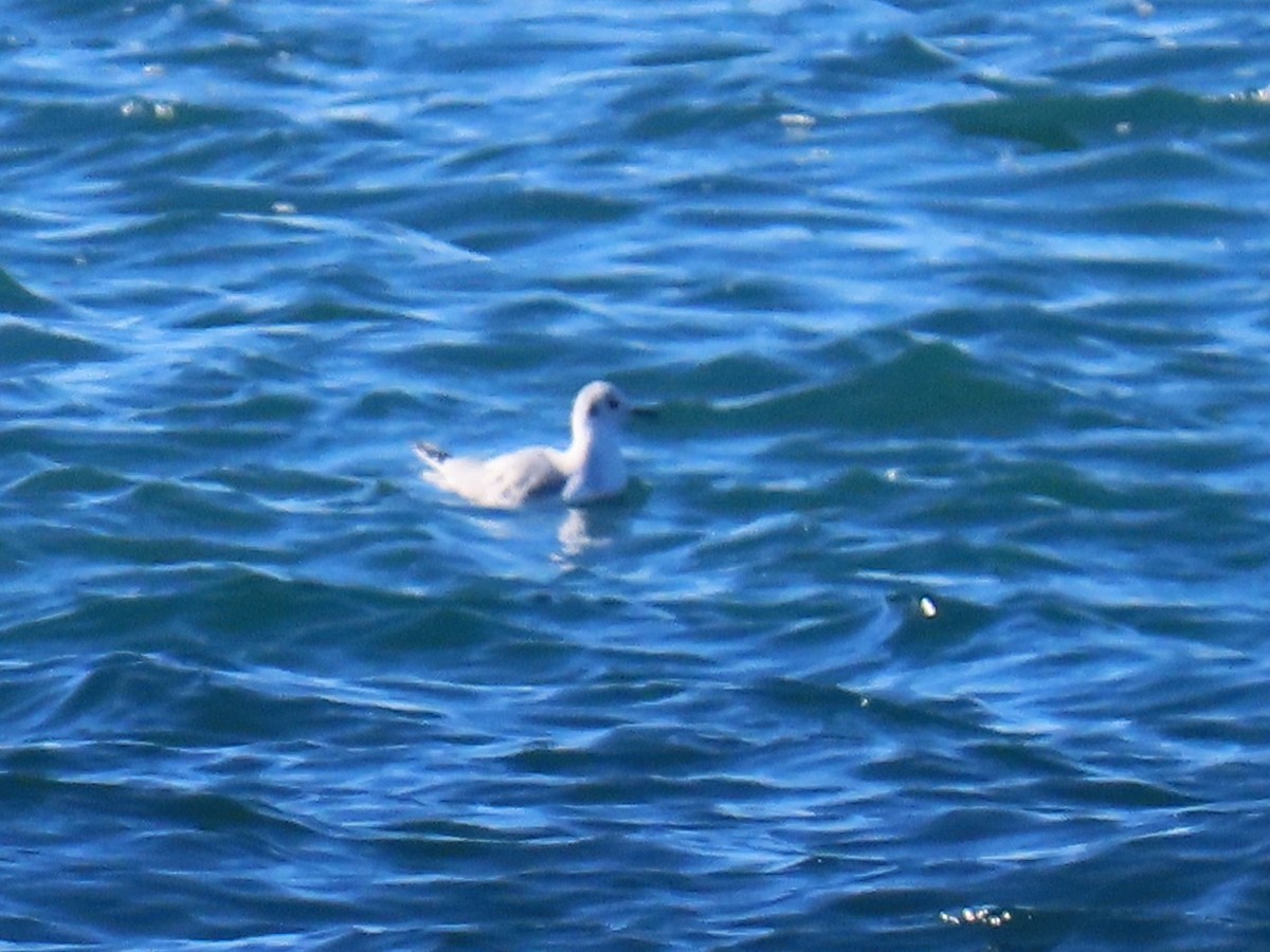Bonaparte's Gull - ML646940883