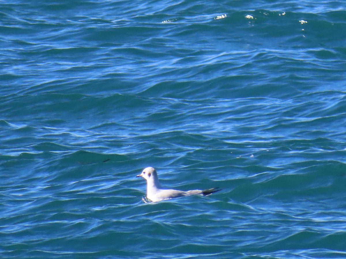 Bonaparte's Gull - ML646940884