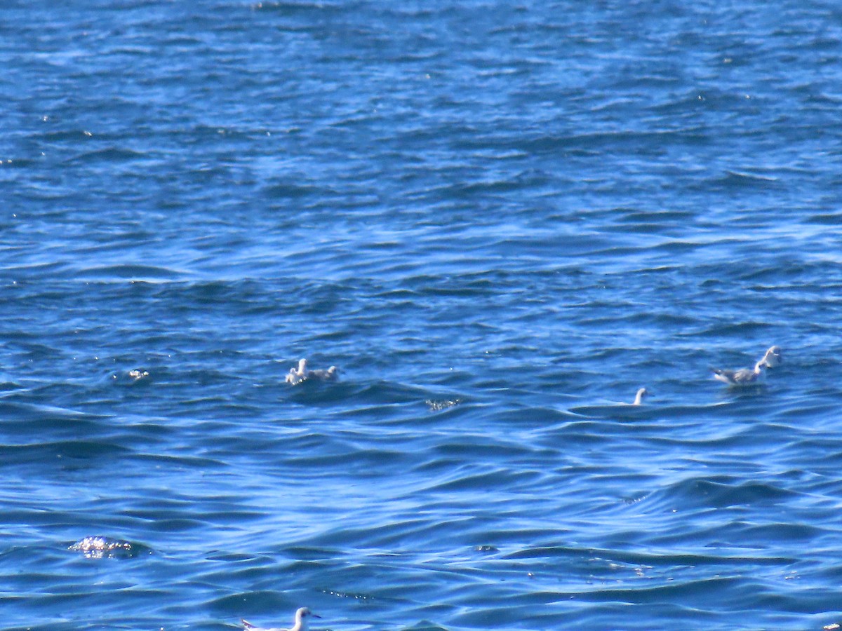 Bonaparte's Gull - ML646940885