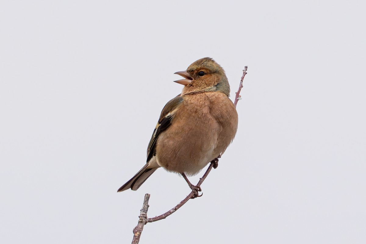 Common Chaffinch - ML646940894