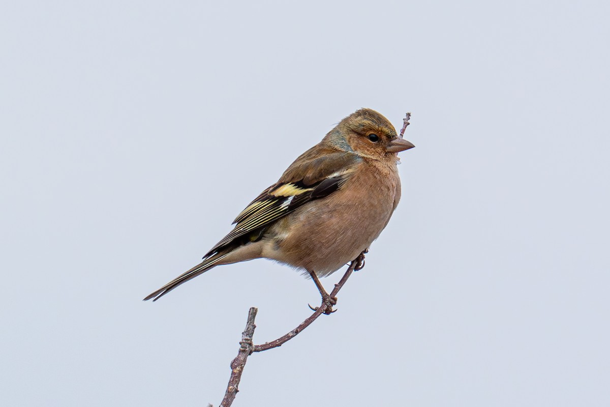 Common Chaffinch - ML646940895