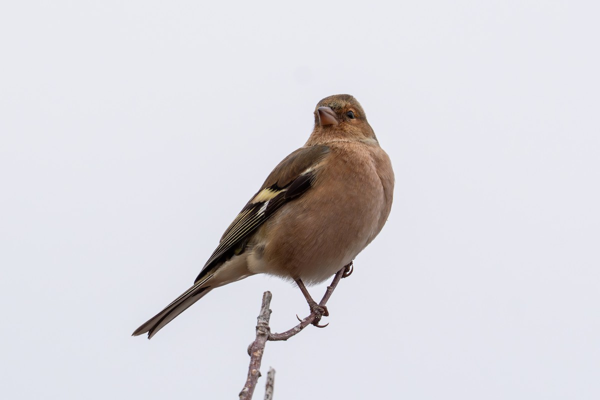 Common Chaffinch - ML646940896