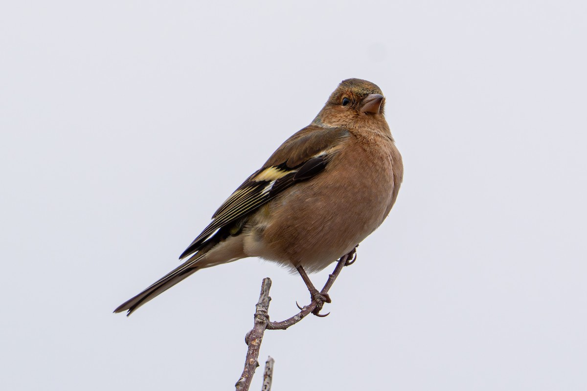 Common Chaffinch - ML646940897