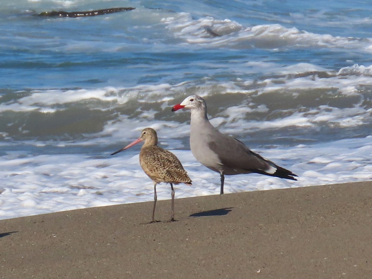 Heermann's Gull - ML646940912