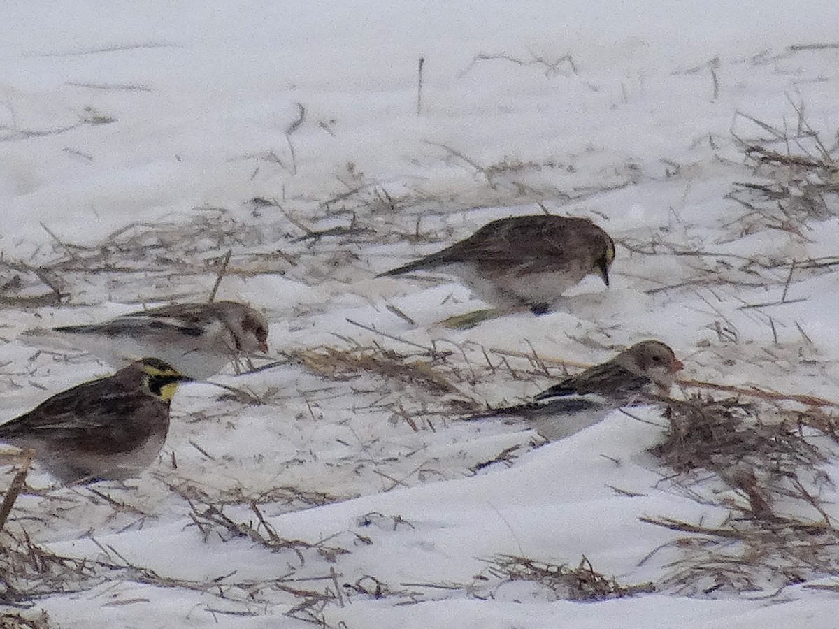 Alaca Çinte - ML646940919