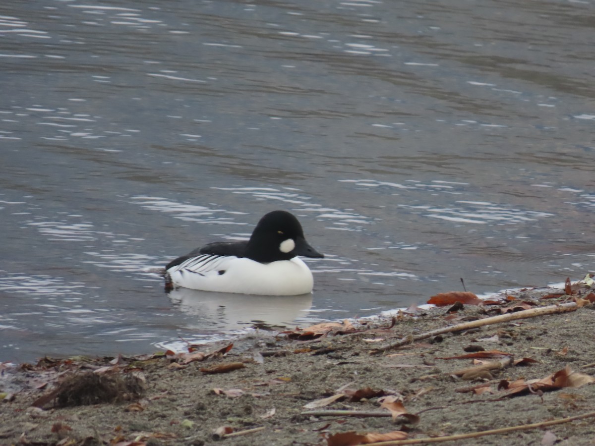 Common Goldeneye - ML646940921