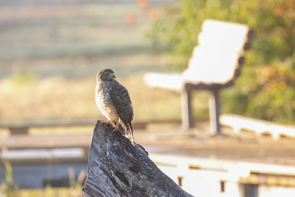 Roadside Hawk - ML646940924