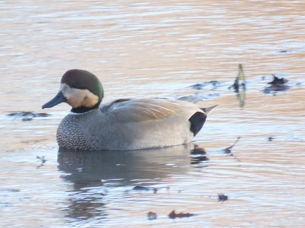 Gadwall - ML646940925