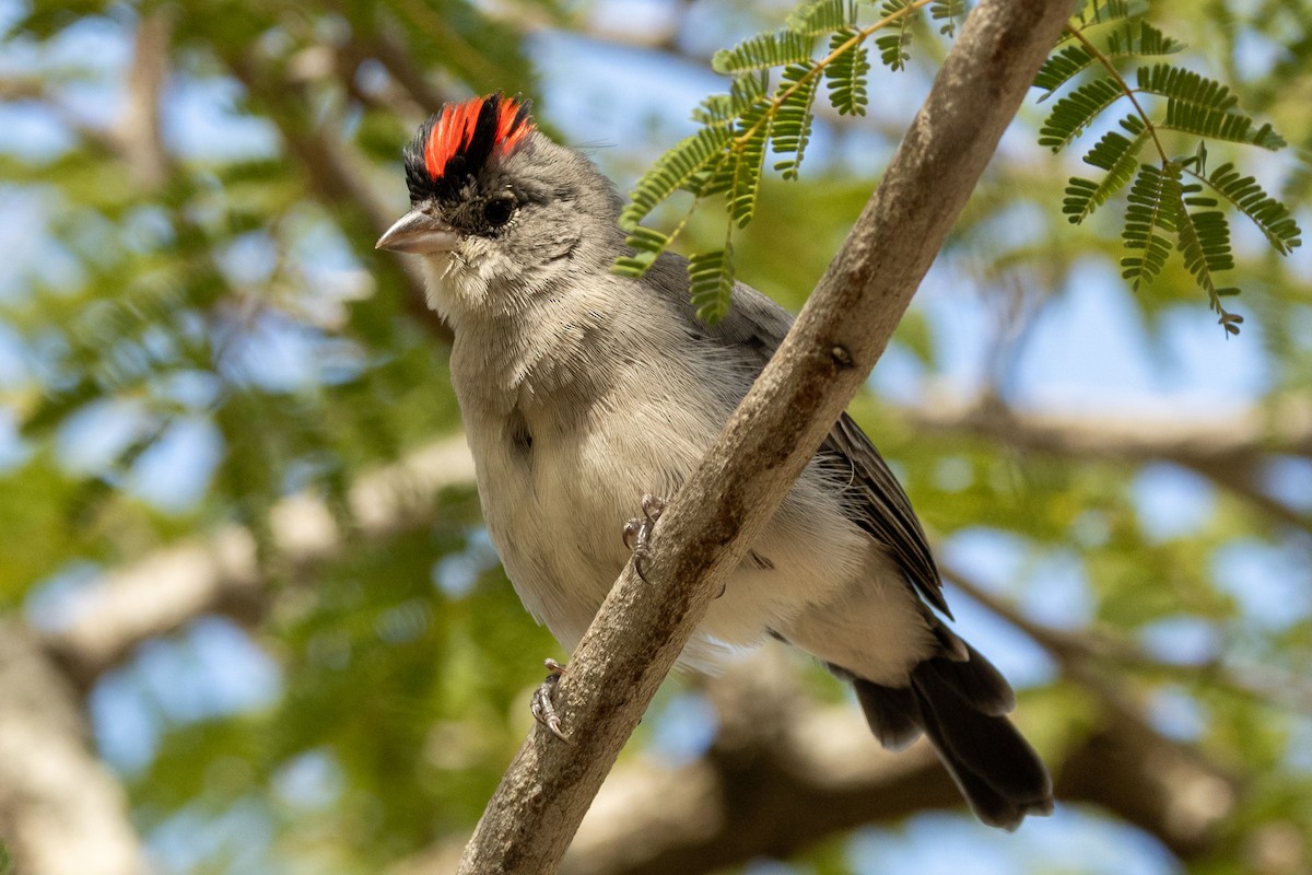 Pileated Finch - ML646940930