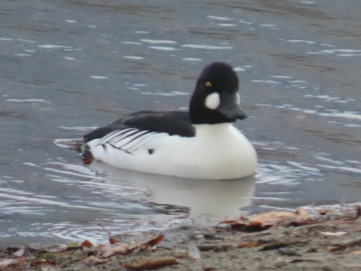 Common Goldeneye - ML646940933