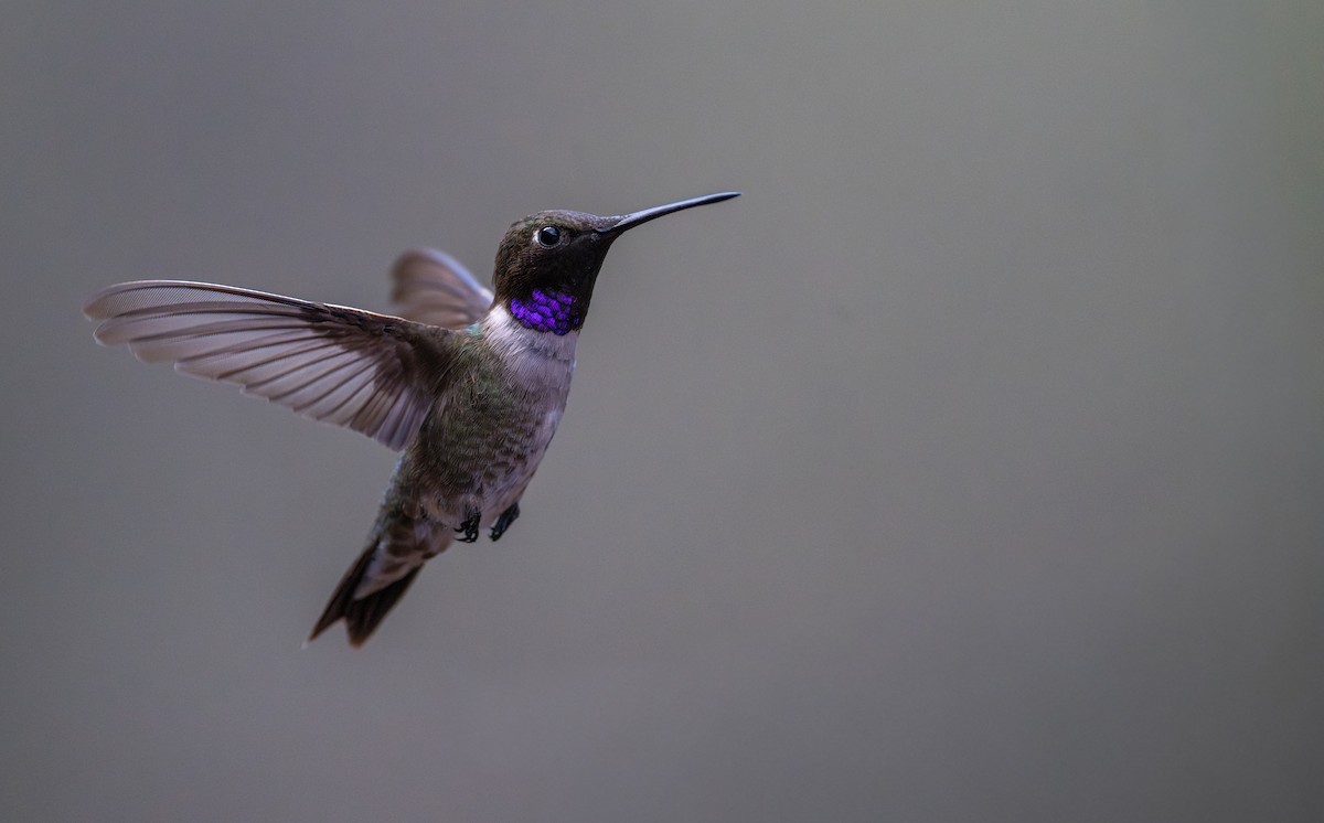 Black-chinned Hummingbird - ML646940934