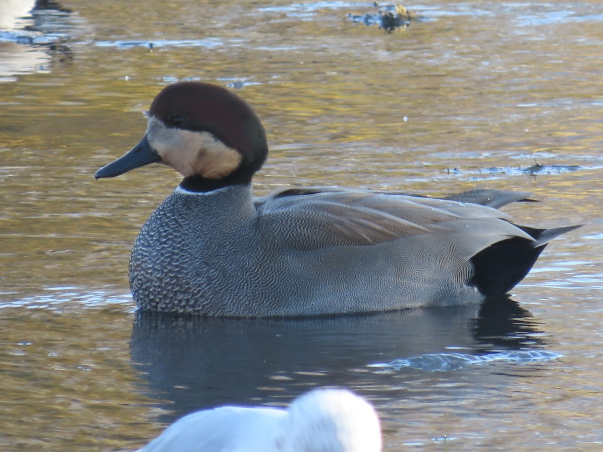 Gadwall - ML646940935