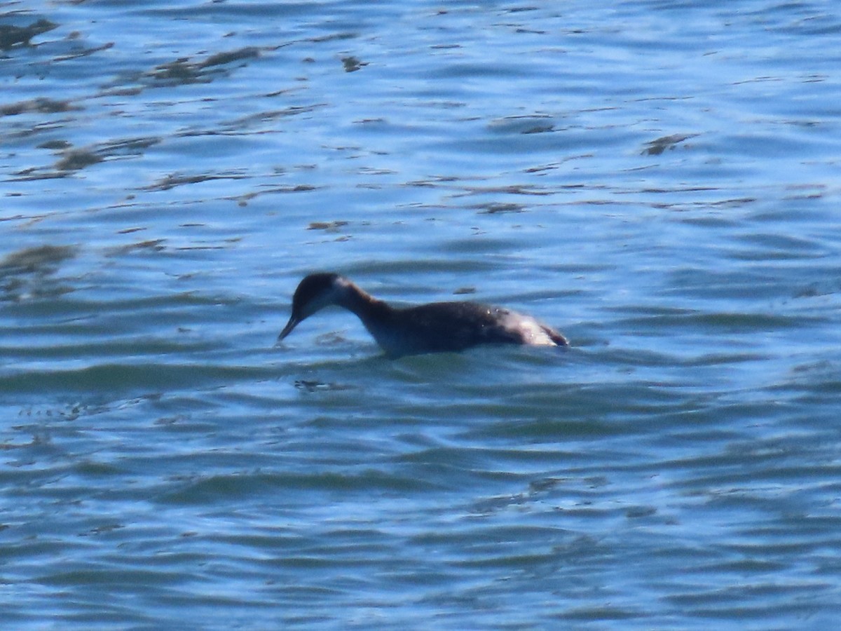 Red-necked Grebe - ML646940936