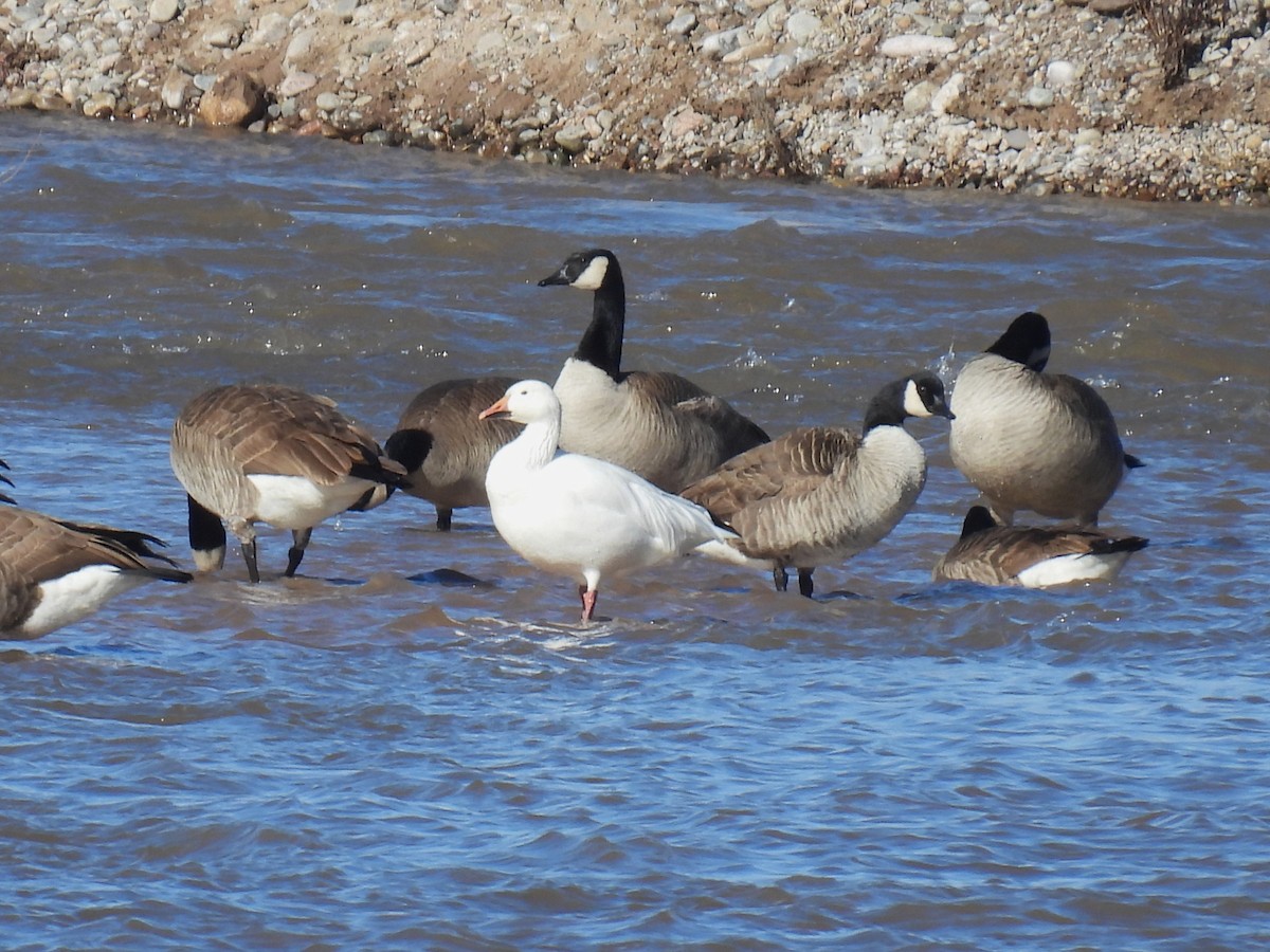 ハクガン - ML646940938