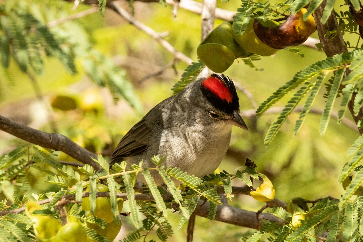 Pileated Finch - ML646940941