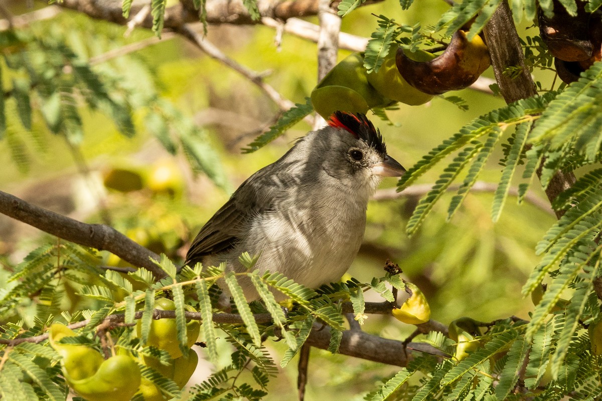 Pileated Finch - ML646940942