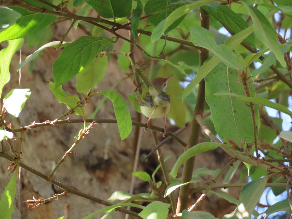 langstjertskredderfugl - ML646940948