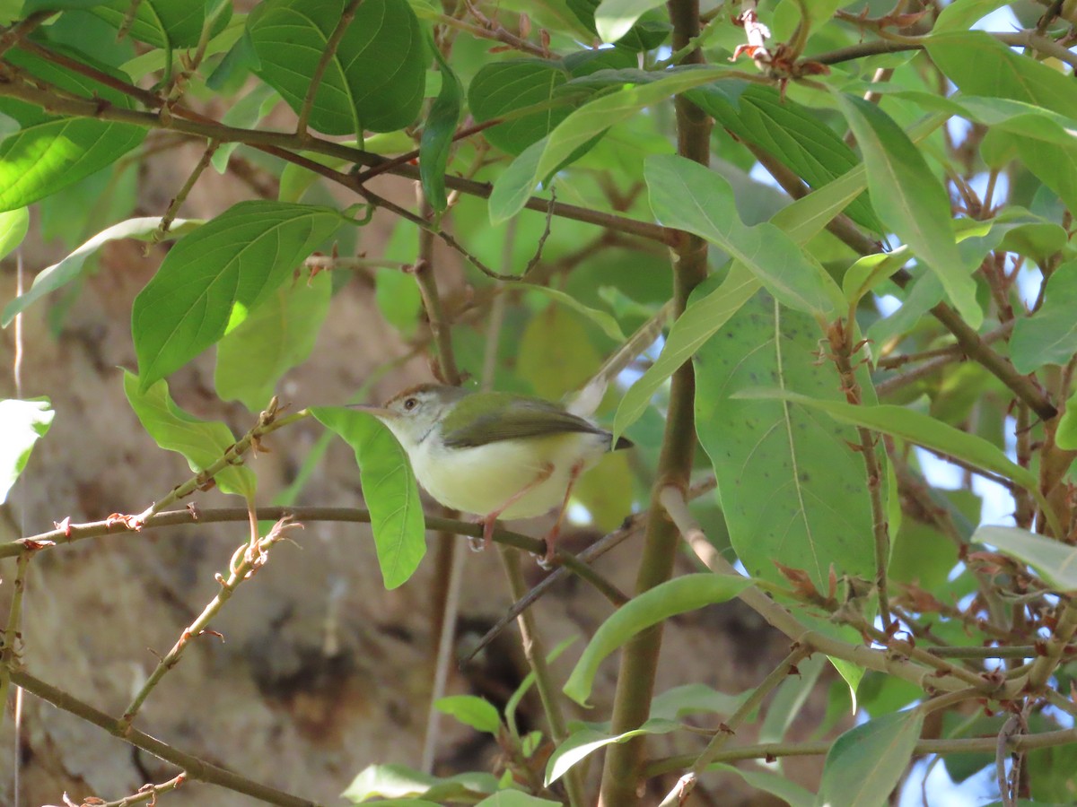 langstjertskredderfugl - ML646940949