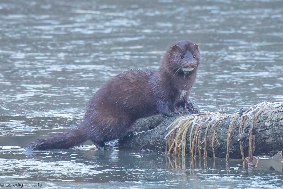 American Mink - ML646940950