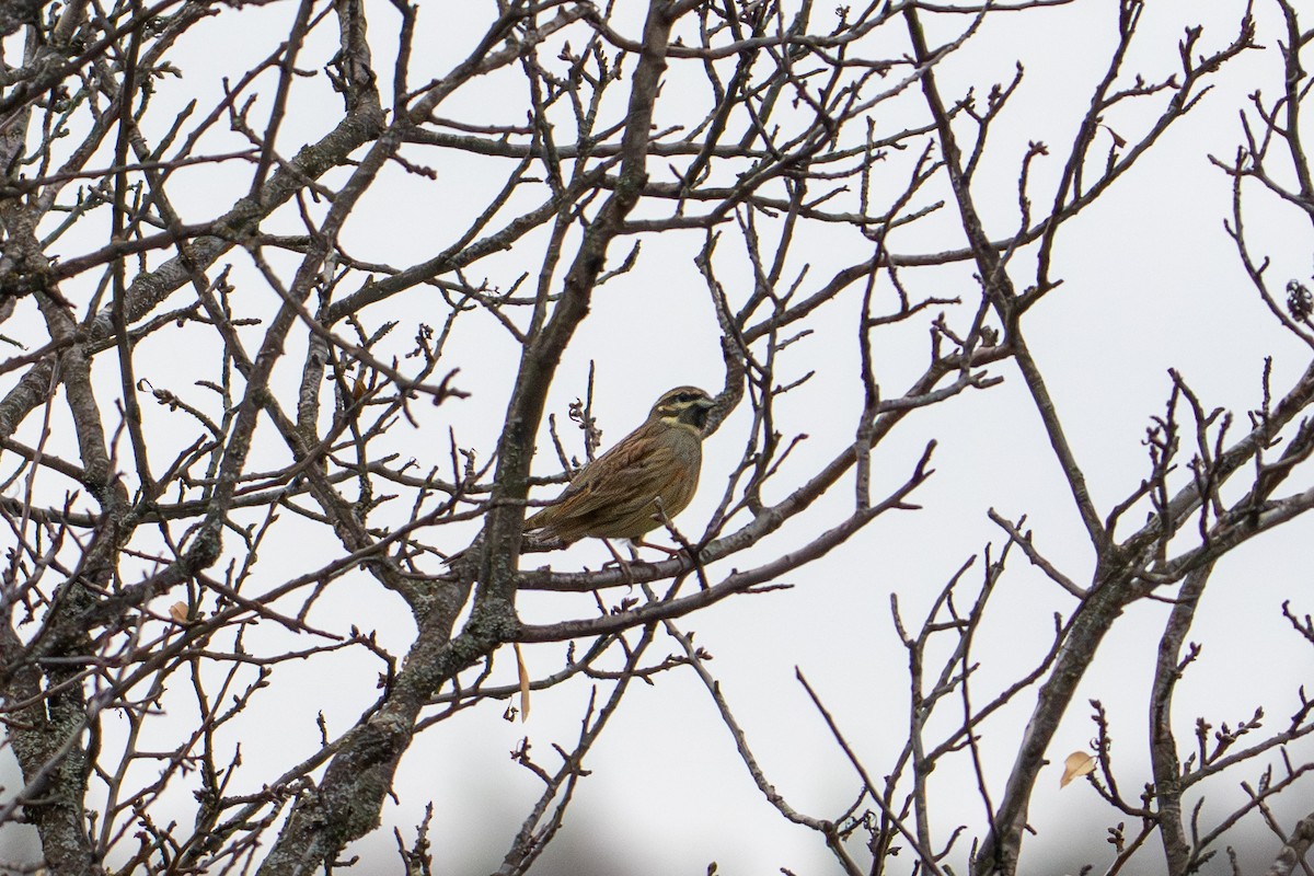 Cirl Bunting - ML646940952