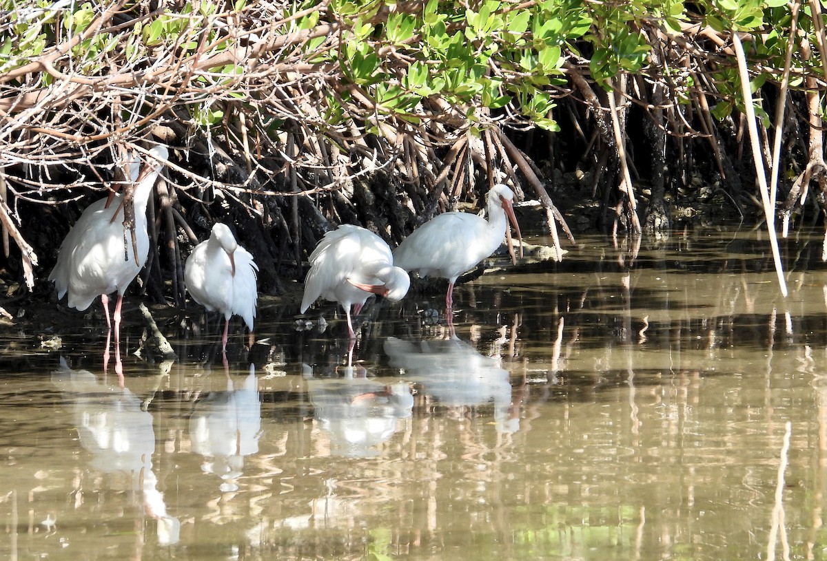 White Ibis - ML646940953
