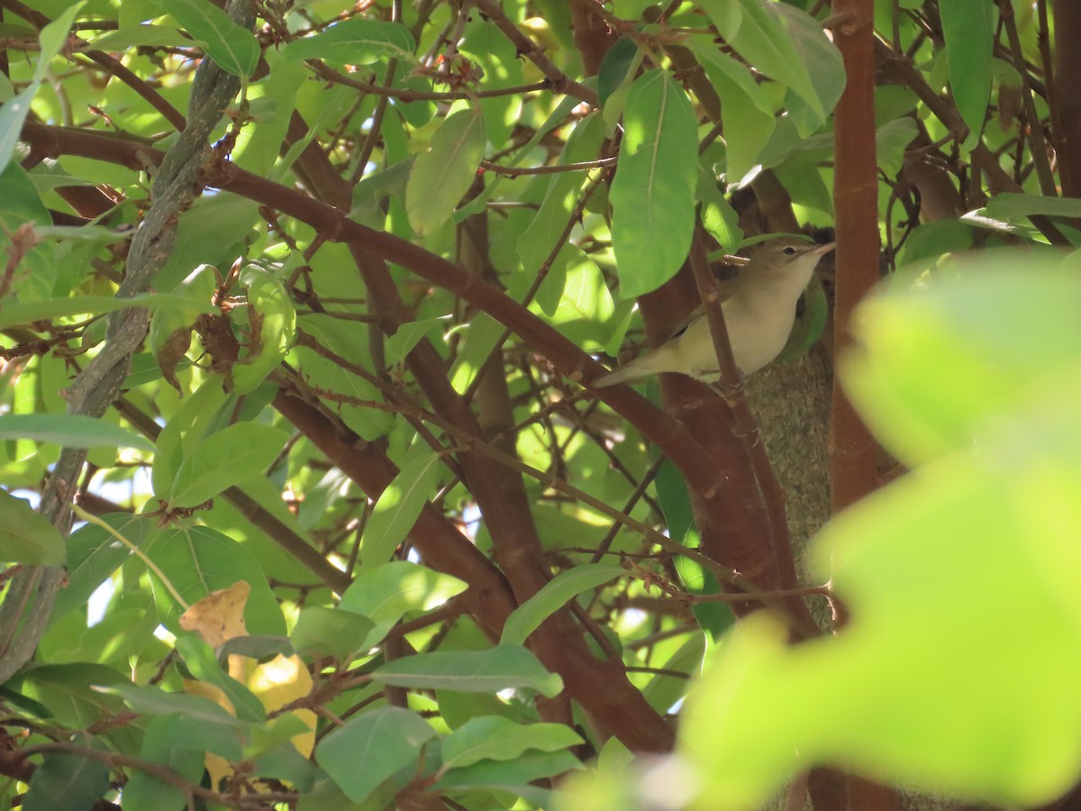 budníček zelený - ML646940958