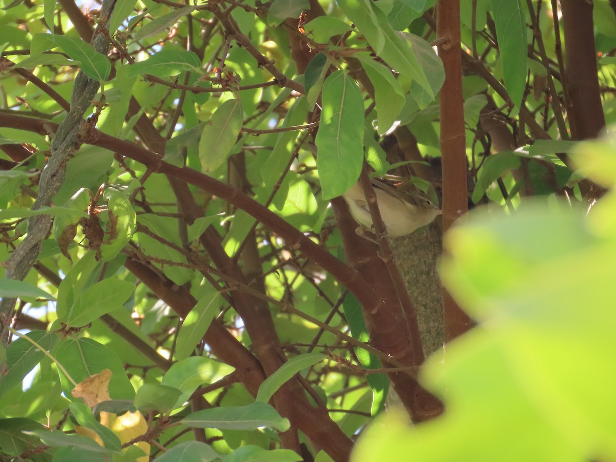 budníček zelený - ML646940959