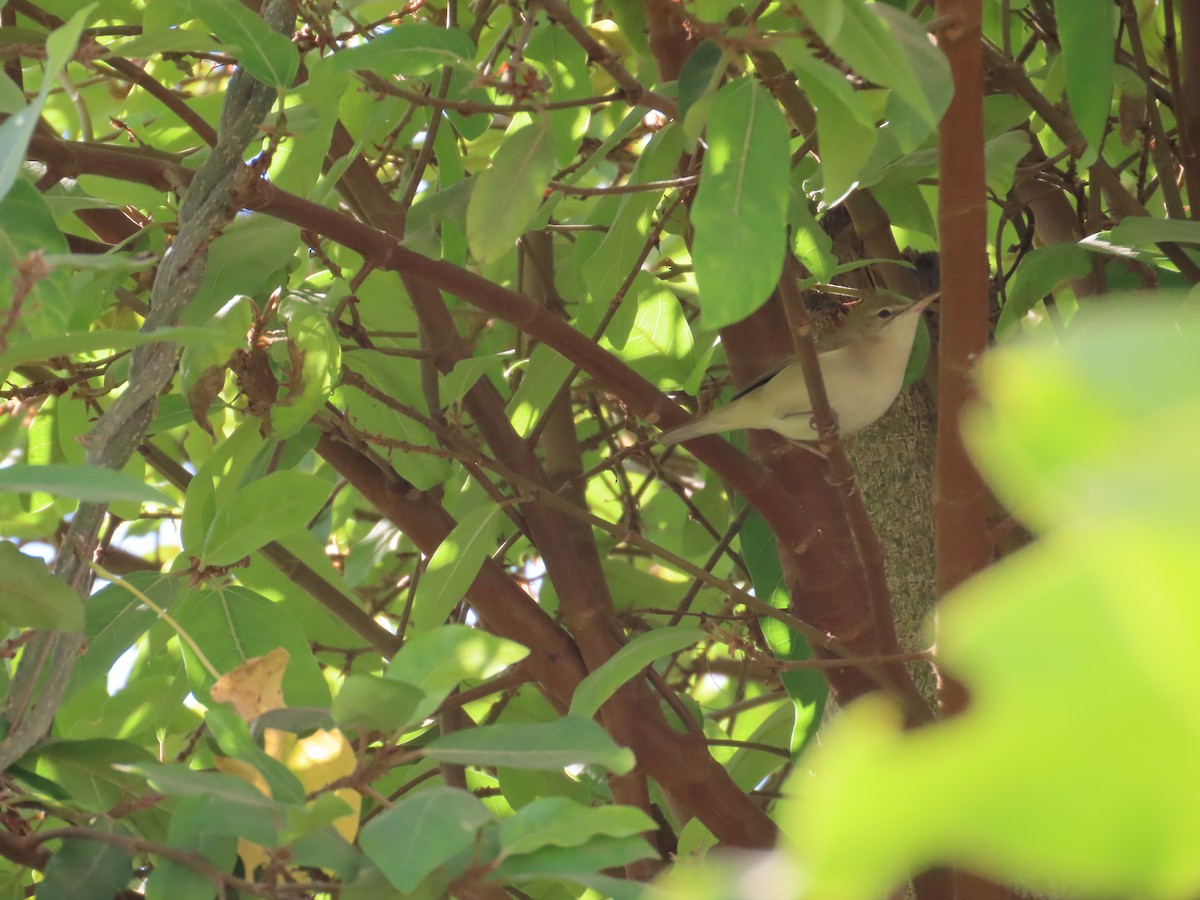 budníček zelený - ML646940960