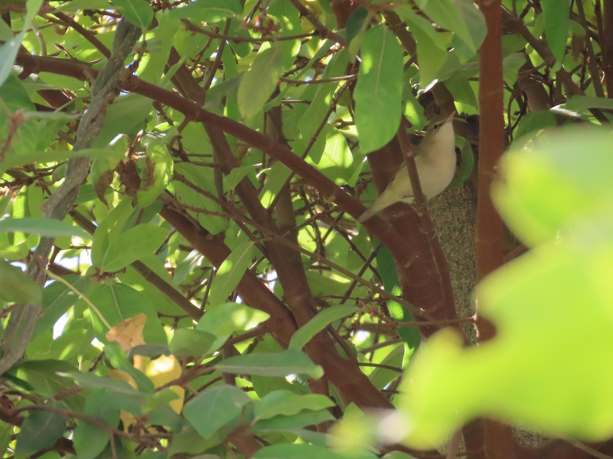 budníček zelený - ML646940961