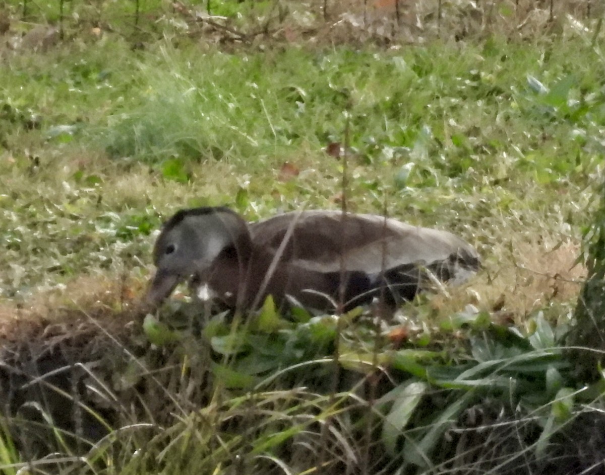 Black-bellied Whistling-Duck - ML646940965