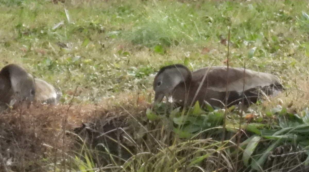 Black-bellied Whistling-Duck - ML646940966