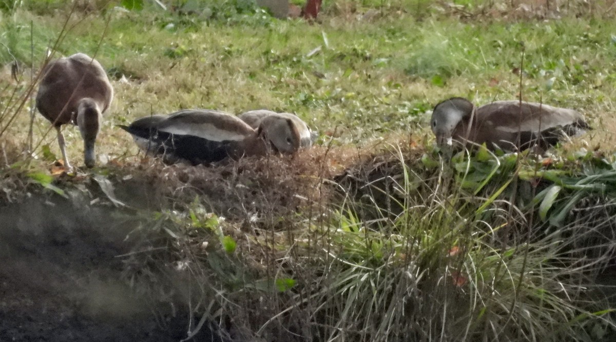 Black-bellied Whistling-Duck - ML646940967