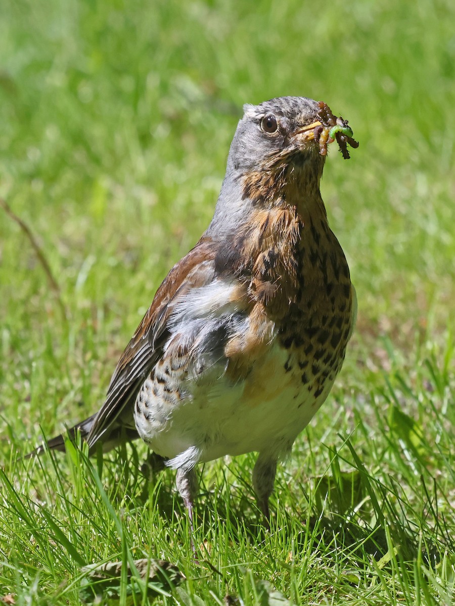 drozd kvíčala - ML646940971