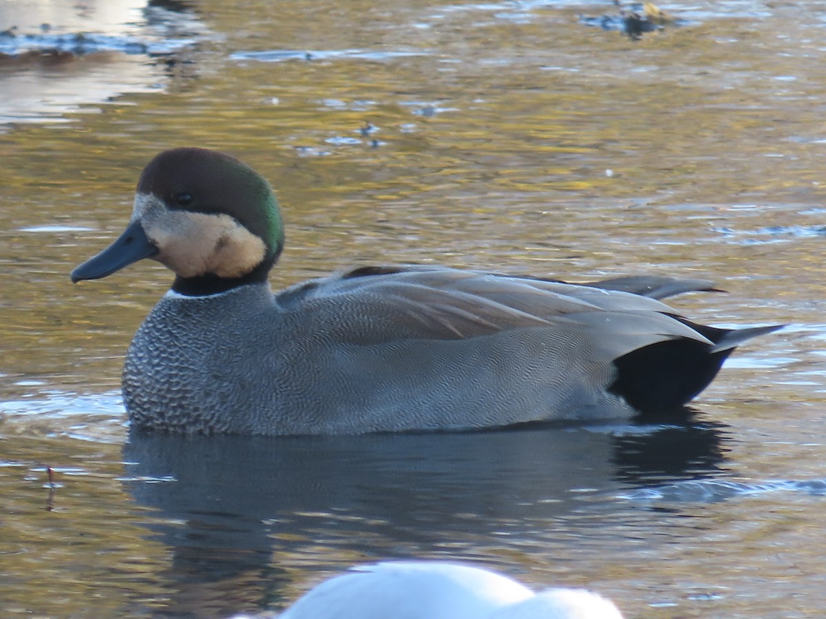 Gadwall - ML646940979
