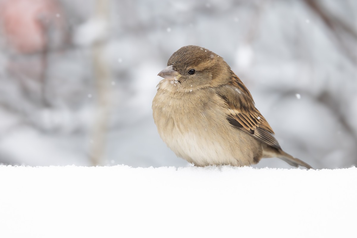 gråspurv - ML646940981