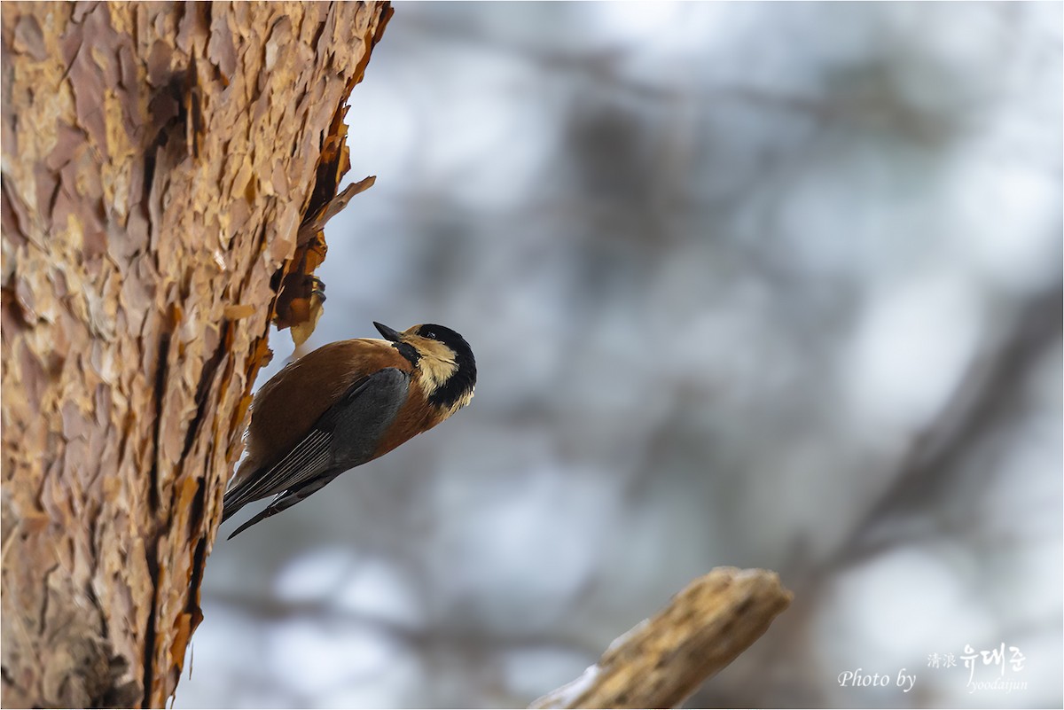 Varied Tit - ML646940982