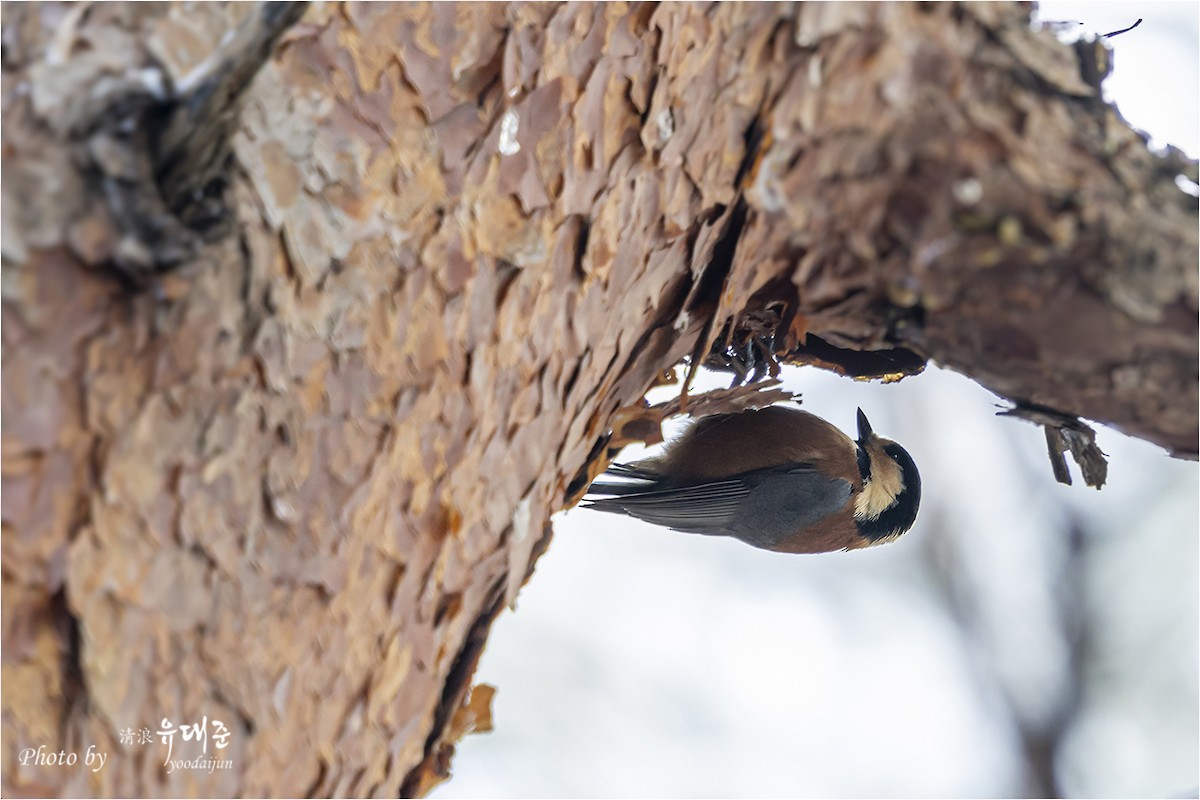 Varied Tit - ML646940983