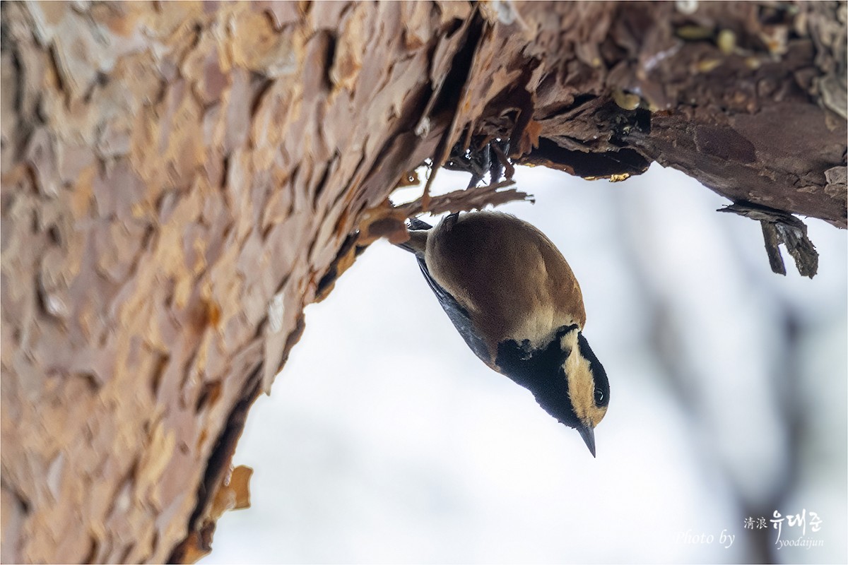 Varied Tit - ML646940984