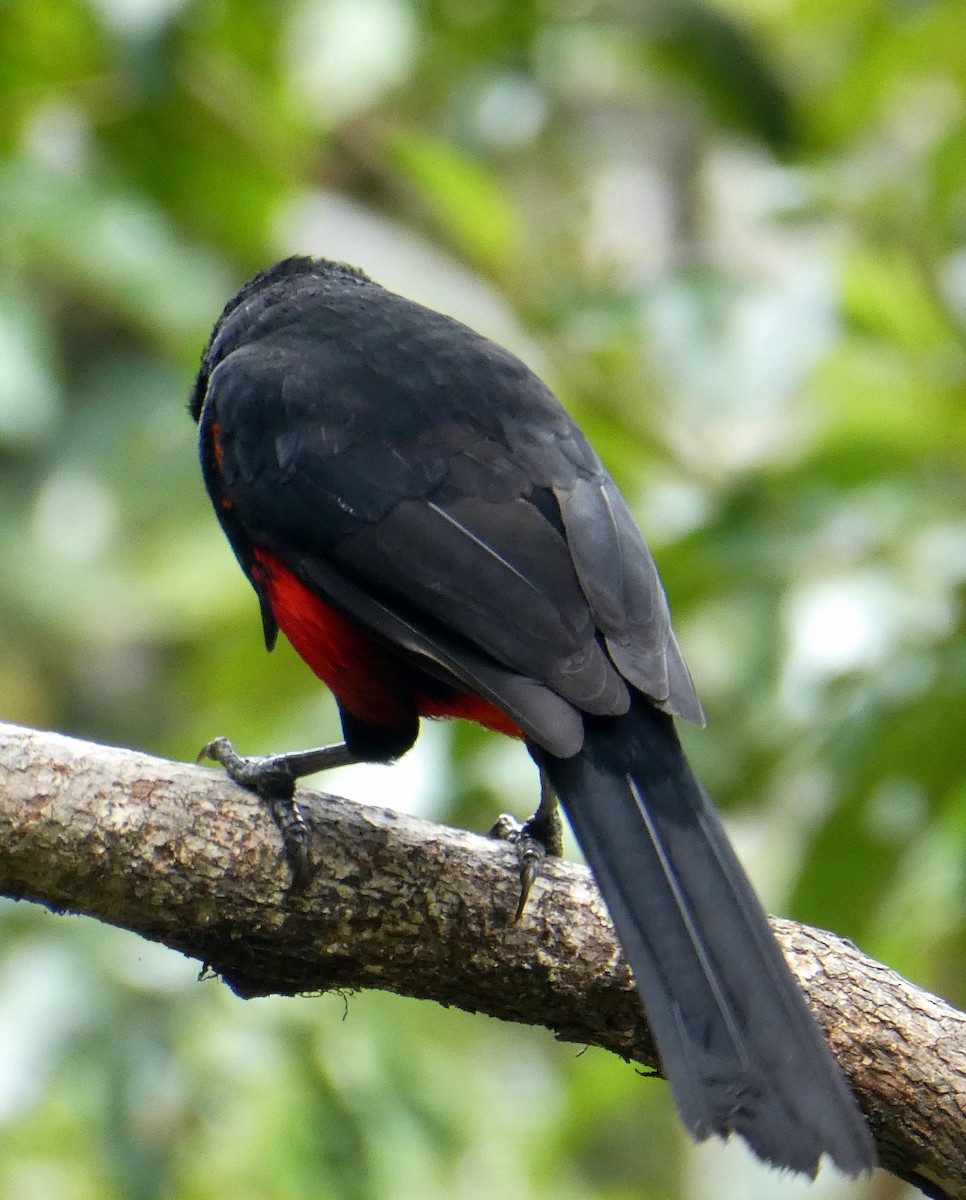 Red-bellied Grackle - ML646940985