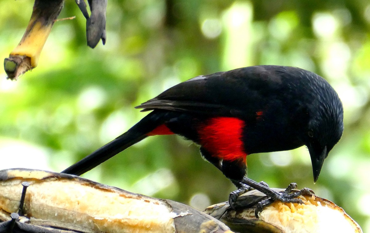 Red-bellied Grackle - ML646940986