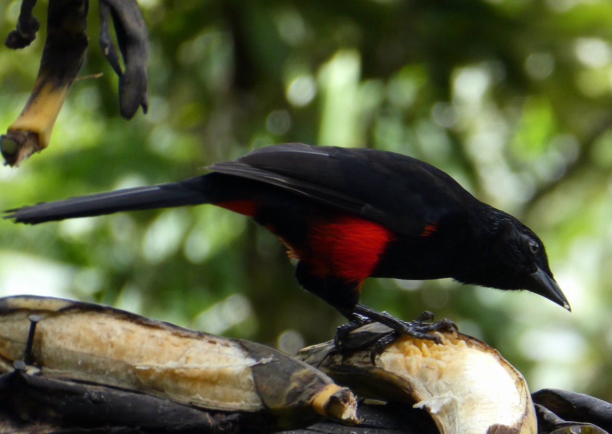 Red-bellied Grackle - ML646940989