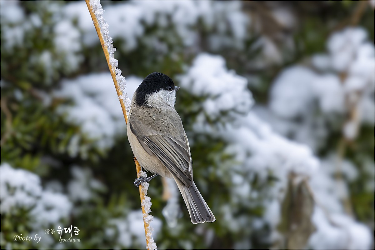 Mésange nonnette - ML646940992